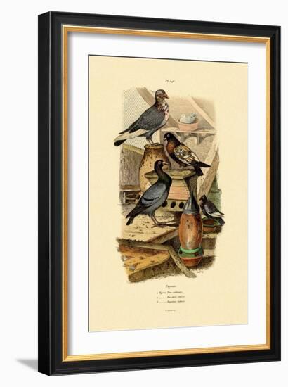 Pigeons, 1833-39-null-Framed Giclee Print