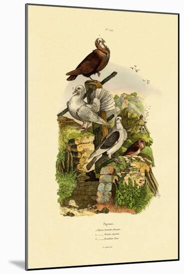 Pigeons, 1833-39-null-Mounted Giclee Print