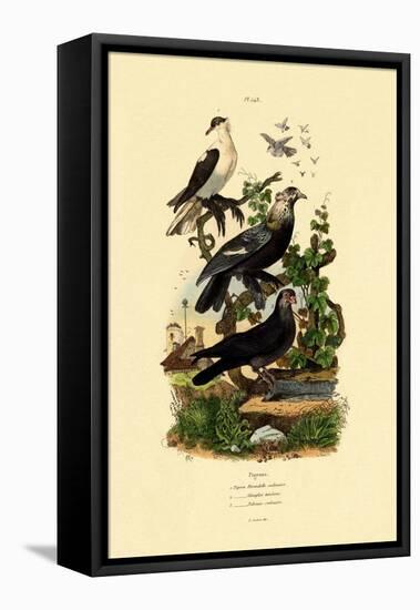 Pigeons, 1833-39-null-Framed Premier Image Canvas