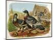 Premium Giclee Print