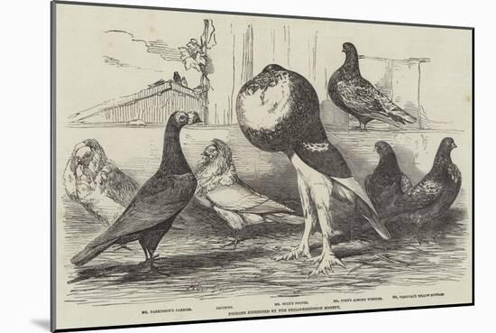 Pigeons Exhibited by the Philoperisteron Society-Harrison William Weir-Mounted Giclee Print