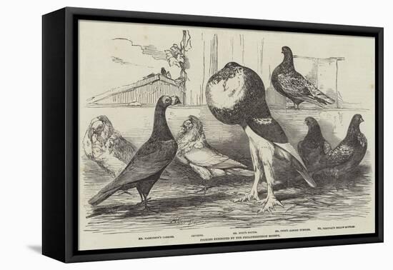 Pigeons Exhibited by the Philoperisteron Society-Harrison William Weir-Framed Premier Image Canvas