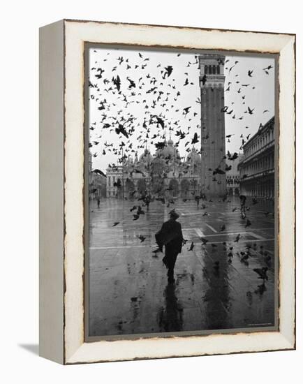 Pigeons Flocking Above Pedestrians Crossing Piazza San Marco on a Rainy Venice Day-Dmitri Kessel-Framed Premier Image Canvas