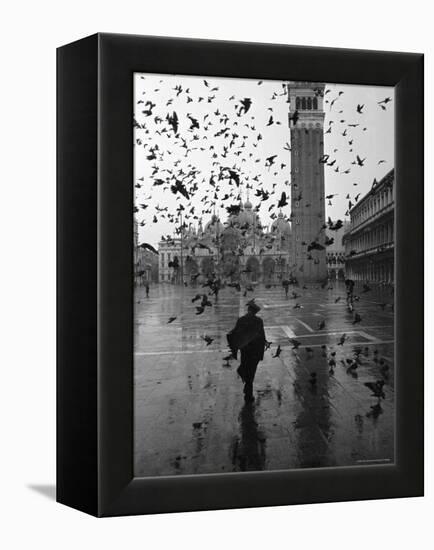 Pigeons Flocking Above Pedestrians Crossing Piazza San Marco on a Rainy Venice Day-Dmitri Kessel-Framed Premier Image Canvas