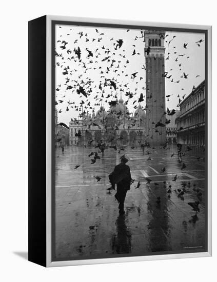 Pigeons Flocking Above Pedestrians Crossing Piazza San Marco on a Rainy Venice Day-Dmitri Kessel-Framed Premier Image Canvas