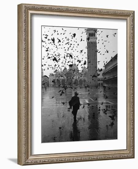 Pigeons Flocking Above Pedestrians Crossing Piazza San Marco on a Rainy Venice Day-Dmitri Kessel-Framed Photographic Print