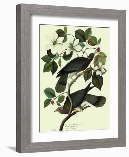 Pigeons in Dogwood-John James Audubon-Framed Giclee Print