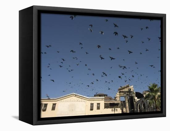 Pigeons in Umayyad Mosque Courtyard, Damascus, Syria, Middle East-Christian Kober-Framed Premier Image Canvas