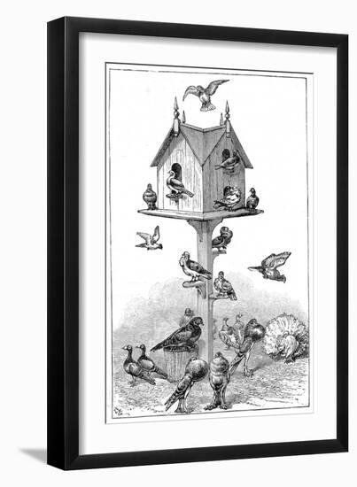 Pigeons Used by Charles Darwin at Down House, Near Beckenham, Kent, England, 1887-null-Framed Giclee Print