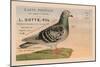 Pigeons Voyageurs-null-Mounted Art Print