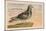 Pigeons Voyageurs-null-Mounted Art Print