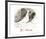 Pigeons-Pablo Picasso-Framed Collectable Print