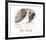 Pigeons-Pablo Picasso-Framed Collectable Print