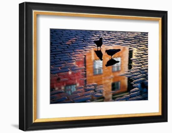 Pigeons-Allan Wallberg-Framed Photographic Print