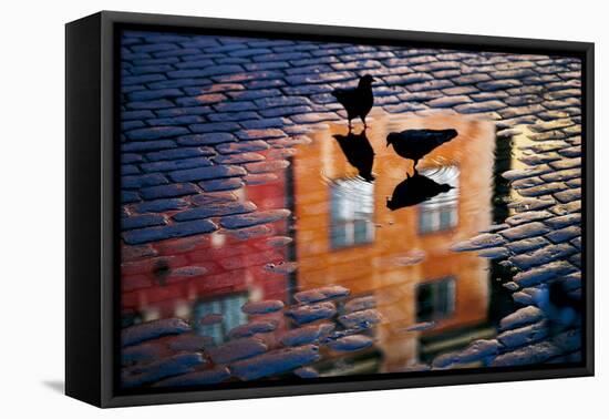 Pigeons-Allan Wallberg-Framed Premier Image Canvas