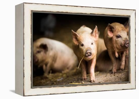 Piglet, Hertfordshire, England, United Kingdom, Europe-John Alexander-Framed Premier Image Canvas