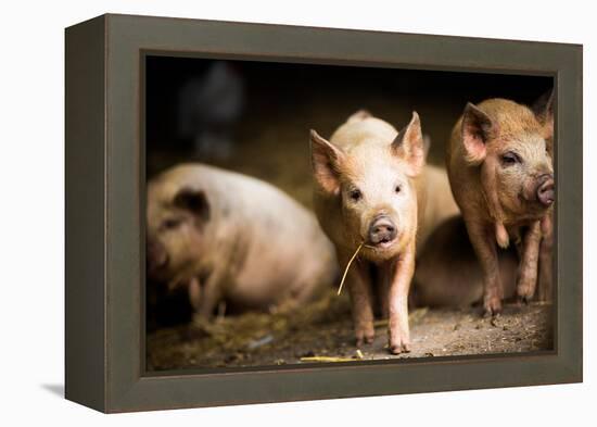 Piglet, Hertfordshire, England, United Kingdom, Europe-John Alexander-Framed Premier Image Canvas