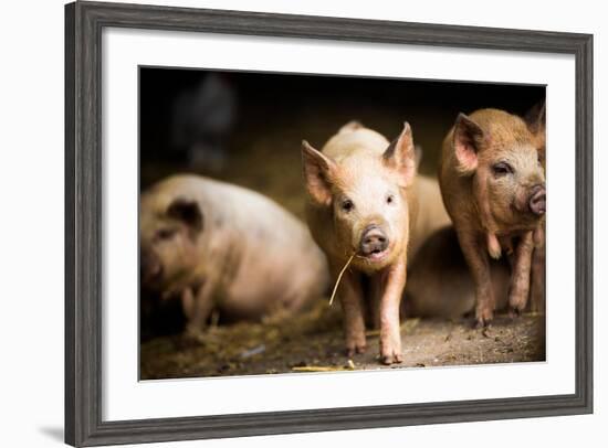 Piglet, Hertfordshire, England, United Kingdom, Europe-John Alexander-Framed Photographic Print