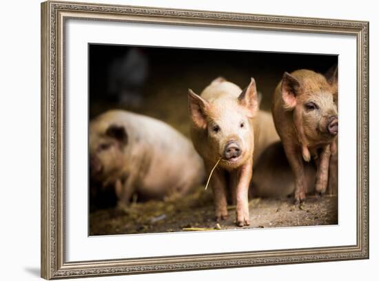 Piglet, Hertfordshire, England, United Kingdom, Europe-John Alexander-Framed Photographic Print