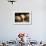 Piglet, Hertfordshire, England, United Kingdom, Europe-John Alexander-Framed Photographic Print displayed on a wall