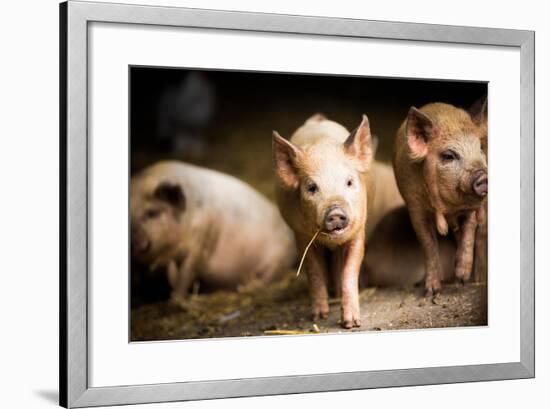 Piglet, Hertfordshire, England, United Kingdom, Europe-John Alexander-Framed Photographic Print