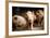Piglet, Hertfordshire, England, United Kingdom, Europe-John Alexander-Framed Photographic Print