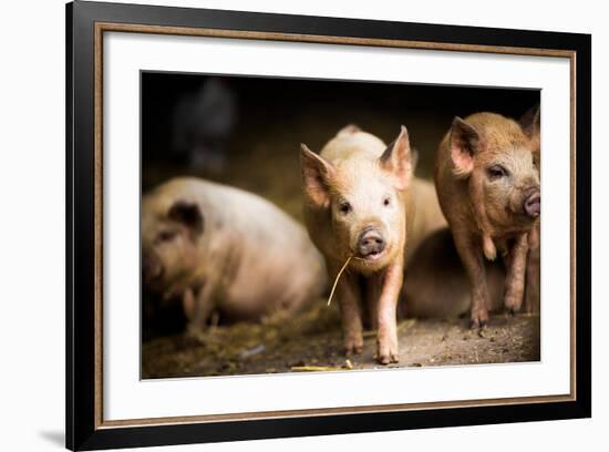 Piglet, Hertfordshire, England, United Kingdom, Europe-John Alexander-Framed Photographic Print