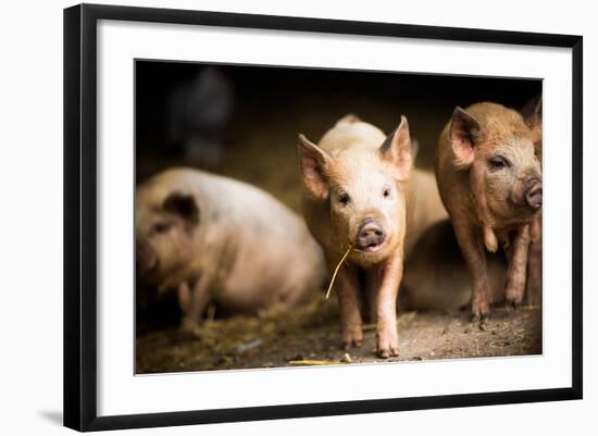 Piglet, Hertfordshire, England, United Kingdom, Europe-John Alexander-Framed Photographic Print
