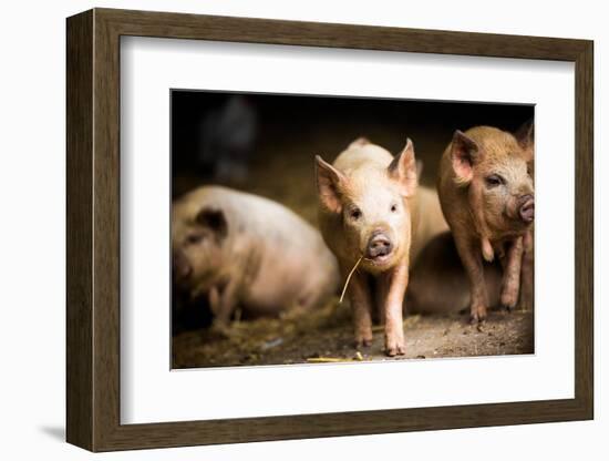 Piglet, Hertfordshire, England, United Kingdom, Europe-John Alexander-Framed Photographic Print