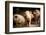 Piglet, Hertfordshire, England, United Kingdom, Europe-John Alexander-Framed Photographic Print