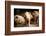 Piglet, Hertfordshire, England, United Kingdom, Europe-John Alexander-Framed Photographic Print