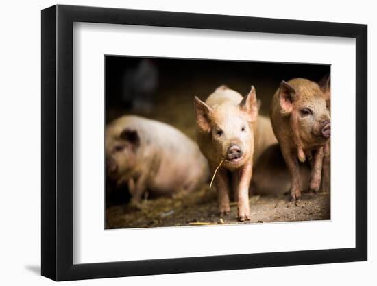 Piglet, Hertfordshire, England, United Kingdom, Europe-John Alexander-Framed Photographic Print