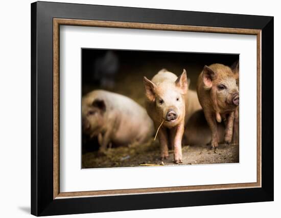 Piglet, Hertfordshire, England, United Kingdom, Europe-John Alexander-Framed Photographic Print