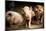 Piglet, Hertfordshire, England, United Kingdom, Europe-John Alexander-Mounted Photographic Print