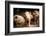 Piglet, Hertfordshire, England, United Kingdom, Europe-John Alexander-Framed Photographic Print