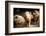 Piglet, Hertfordshire, England, United Kingdom, Europe-John Alexander-Framed Photographic Print