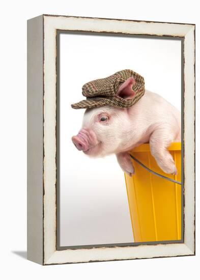 Piglet in a Bucket Wearing a Hat-null-Framed Premier Image Canvas