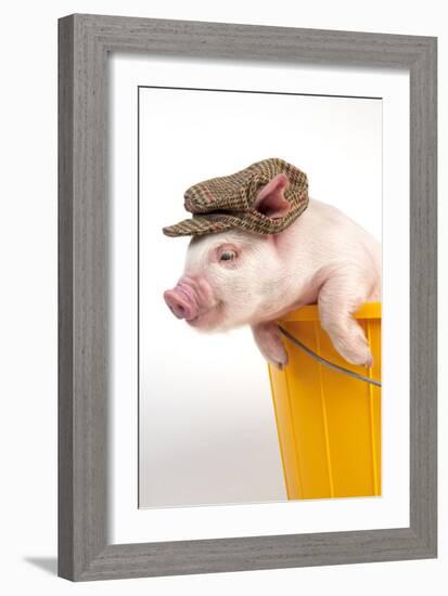 Piglet in a Bucket Wearing a Hat-null-Framed Photographic Print