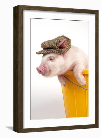 Piglet in a Bucket Wearing a Hat-null-Framed Photographic Print