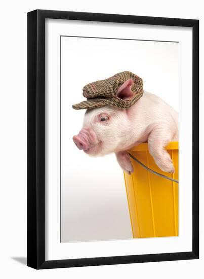 Piglet in a Bucket Wearing a Hat-null-Framed Photographic Print
