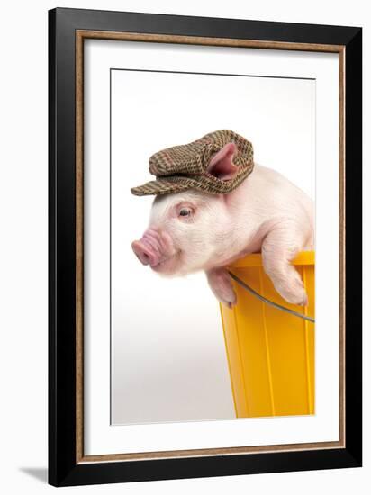 Piglet in a Bucket Wearing a Hat-null-Framed Photographic Print