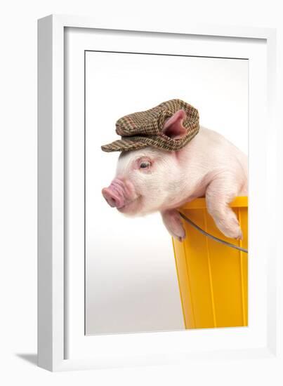 Piglet in a Bucket Wearing a Hat-null-Framed Photographic Print