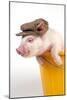 Piglet in a Bucket Wearing a Hat-null-Mounted Photographic Print
