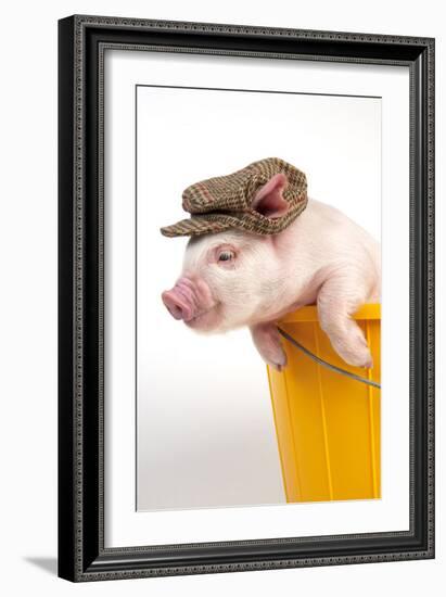 Piglet in a Bucket Wearing a Hat-null-Framed Photographic Print