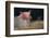 Piglet in a Pail-DLILLC-Framed Photographic Print