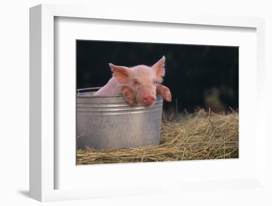 Piglet in a Pail-DLILLC-Framed Photographic Print