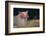 Piglet in a Pail-DLILLC-Framed Photographic Print