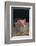 Piglet in a Pail-DLILLC-Framed Photographic Print