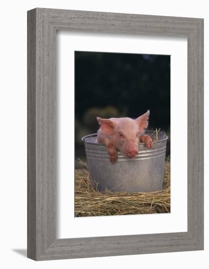 Piglet in a Pail-DLILLC-Framed Photographic Print