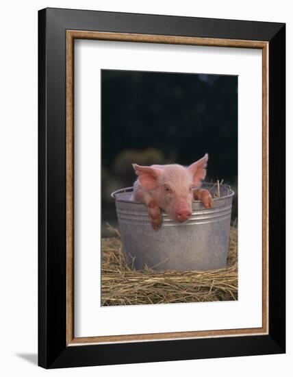 Piglet in a Pail-DLILLC-Framed Photographic Print